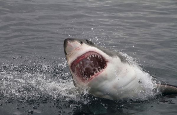 <br />
Самые страшные нападения акул в истории<br />
